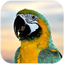 Papegaai live wallpaper-APK
