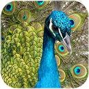 Pauwveer live wallpaper-APK