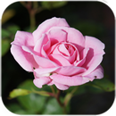 गुलाबी गुलाब लाइव वॉलपेपर APK