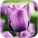 Fond d'écran en direct de tulipes violettes APK