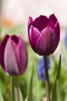 Fond d'écran en direct de tulipes violettes Affiche