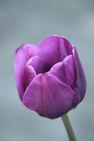 Fond d'écran en direct de tulipes violettes capture d'écran 1