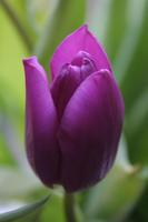 2 Schermata Tulipani viola carta da parati dal vivo