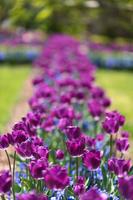 Purple Tulips Live Wallpaper screenshot 3