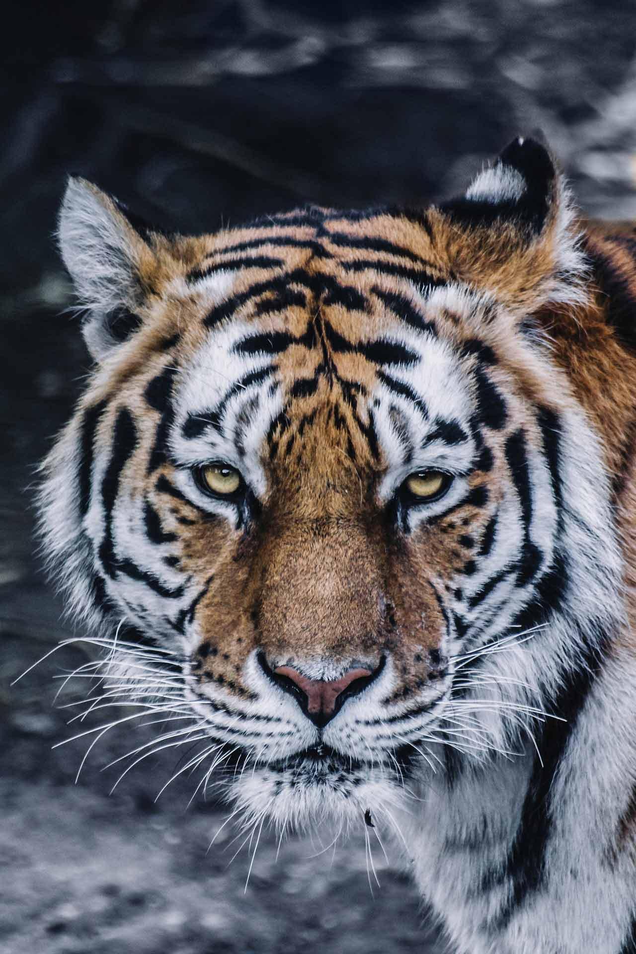 Tiger Live Wallpaper APK for Android Download