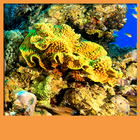 Coral Reef Live Wallpapers ไอคอน