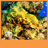 rạn san hô hình nền sống biểu tượng