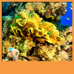 Coral Reef Live Wallpapers