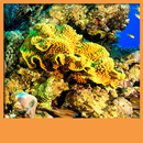 rạn san hô hình nền sống APK