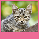 Cat Live Wallpapers APK