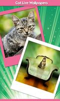 chat live wallpapers Affiche