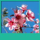 Cherry Blossom Live Wallpapers ไอคอน