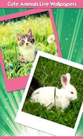 Cute Animals Live Wallpapers poster