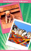 chiots mignons vivent fonds Affiche