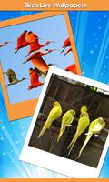 Birds Live Wallpapers پوسٹر