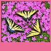 Butterflies Live Wallpapers