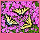 Butterflies Live Wallpapers APK