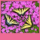 Butterflies Live Wallpapers icon