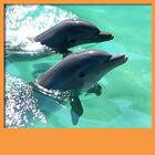 delfines viven fondos pantalla icono