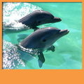 ”Dolphins Live Wallpapers