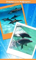 delfines viven fondos pantalla Poster