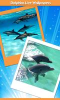 golfinhos vivem wallpapers Cartaz