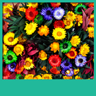 fleurs vivent fonds d'écran icône