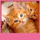 Kittens Live Wallpapers APK