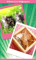 Kittens Live Wallpapers پوسٹر