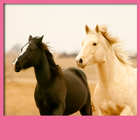 Horses Live Wallpapers آئیکن