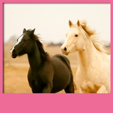 chevaux vivent fonds d'écran icône