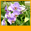 ”Orchid Live Wallpapers