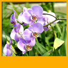 fondos pantalla vivo orquídeas icono