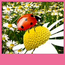 ladybug live wallpapers APK