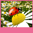 Ladybug Live Wallpapers ไอคอน