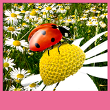 ladybug live wallpapers icône