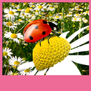 Ladybug Live Wallpapers APK
