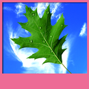 feuilles live wallpapers APK