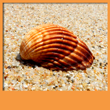 seashell live wallpapers icône