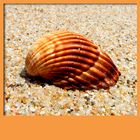 Seashell Live Wallpapers icon