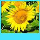 Sunflower Live Wallpapers آئیکن