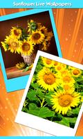 tournesol live wallpapers Affiche