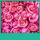 rosas color rosa fondos pantal APK