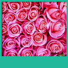 ピンクのバラは、壁紙を生きます アイコン