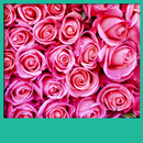 mawar merah muda hidup wallpap APK