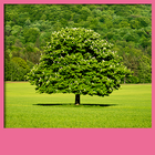 Tree Live Wallpapers آئیکن