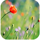 Natuur live wallpapers-APK