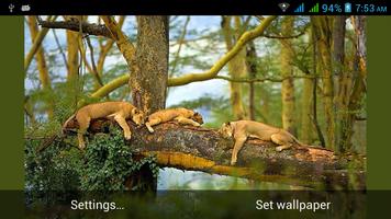 پوستر Big Cats Live Wallpapers