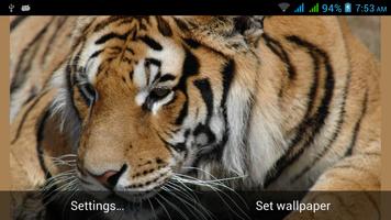 Big Cats Live Wallpapers captura de pantalla 1