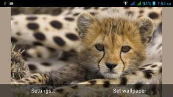 برنامه‌نما Big Cats Live Wallpapers عکس از صفحه